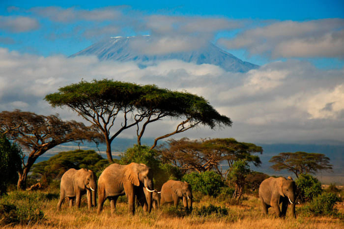 Tanzanya Safari & Zanzibar Turu